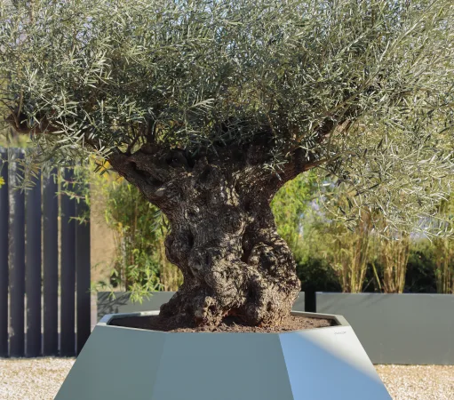 Bac à plantes diamantin octogonal